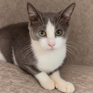 A gray and white cat with green eyes lying on a beige surface
