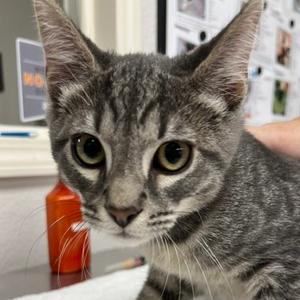 Charlie, kitten, available for adoption