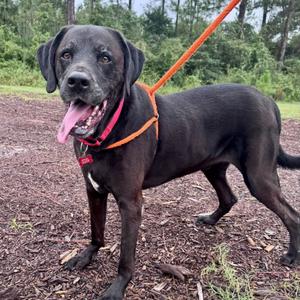 Blue, Mastiff, adult, available for adoption