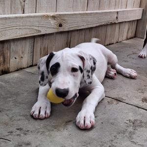 A Dalmatian puppy lying on a concrete surface, holding a yellow ball in its mouth.