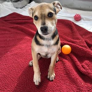 Enid, Cattle Dog, puppy, available for adoption