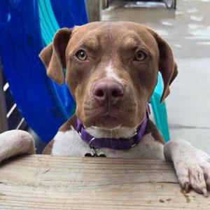 Cruiser, Mixed Breed (Medium), adult, available for adoption