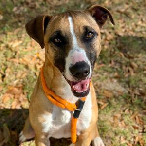 Biscuit, Hound, adult, available for adoption