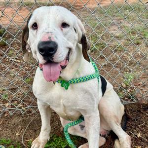 Bobby Joe, Mixed Breed (Medium), adult, available for adoption