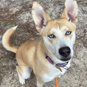 Ella, Husky, Alaskan, adult, available for adoption