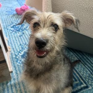Chewy, Terrier, adult, available for adoption