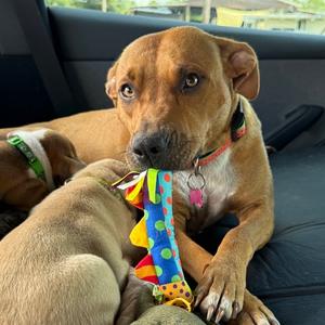 Cookie, Mixed Breed (Medium), adult, available for adoption