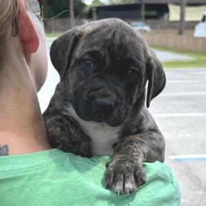 Chip, Mixed Breed (Medium), puppy, available for adoption