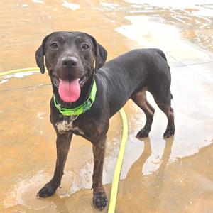 Emma Jane, Mixed Breed (Medium), adult, available for adoption