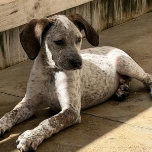 Brodie, Pointer, German Shorthaired, puppy, available for adoption