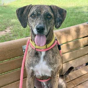 A brindle dog with a yellow collar and pink leash sitting on a wooden bench outside.