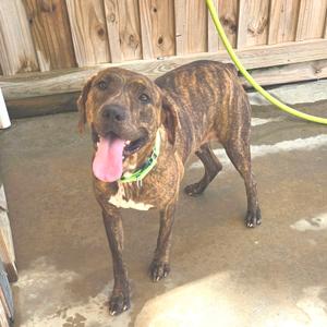 A brindle dog with a green collar standing on a concrete surface, its tongue out, with a wooden fence and a yellow hose in the background.