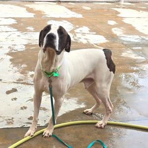 A white and black dog with a green collar standing on a wet concrete surface, holding a green leash.