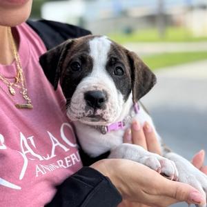 Bisco, Mixed Breed (Medium), puppy, available for adoption