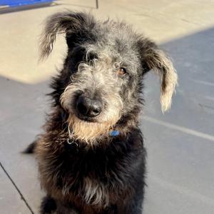 Benny, Poodle, adult, available for adoption