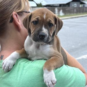Amos, Mixed Breed (Medium), puppy, available for adoption