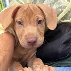 Bunco, Mixed Breed (Medium), puppy, available for adoption