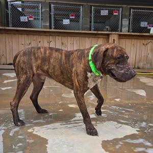 Daryl Lee, Mixed Breed (Medium), adult, available for adoption