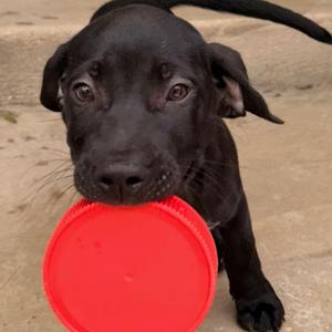 Bingo, Mixed Breed (Medium), puppy, available for adoption