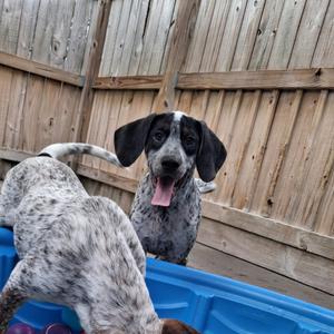 Billie, Pointer, German Shorthaired, puppy, available for adoption