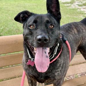 August, Retriever, Labrador, adult, available for adoption