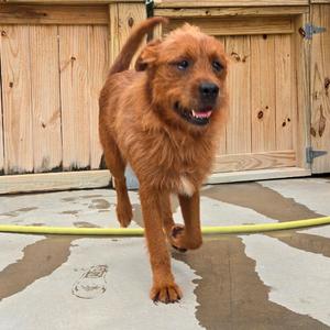 Everette, Terrier, adult, available for adoption