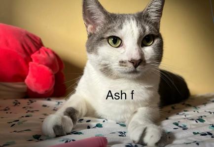 ash, adult, available for adoption