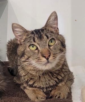 Minor, available for adoption