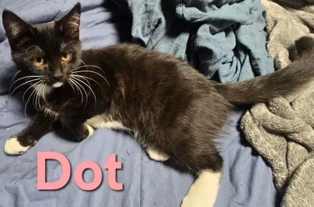 dot, available for adoption