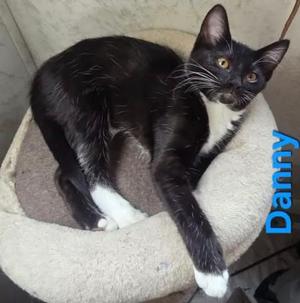 danny, available for adoption
