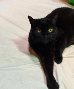 Poppy, available for adoption