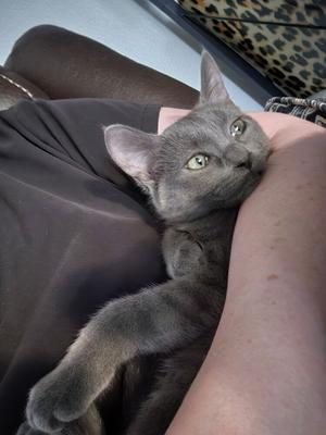 sylvie, available for adoption