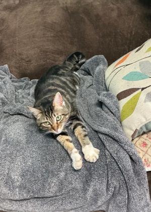 A tabby cat with green eyes lying on a gray blanket, looking at the camera.