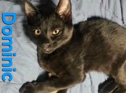 dominic, available for adoption