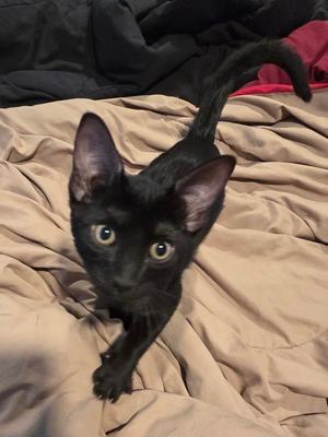 sabrina, available for adoption