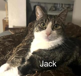 jack, available for adoption