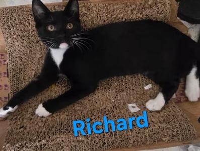 richard, available for adoption