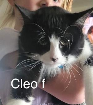 cleo, available for adoption