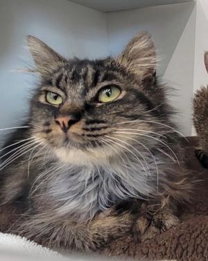 A fluffy gray and black cat with green eyes, resting on a brown surface.