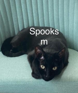 spooks, available for adoption