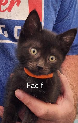 fae, kitten, available for adoption