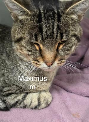 A tabby cat named Maximus resting on a purple blanket.
