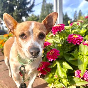 Chyna, Chihuahua, senior, available for adoption
