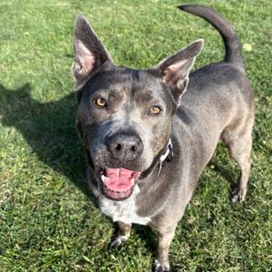 Marilyn, Mixed Breed (Medium), senior, available for adoption