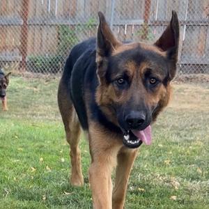 A German Shepherd dog standing on grass with its tongue out, looking towards the camera.