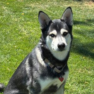 Kenai, Mixed Breed (Medium), adult, available for adoption