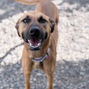 A happy brown dog with a black nose and bright eyes is standing on a gravel surface, looking up with its mouth open in a smile.