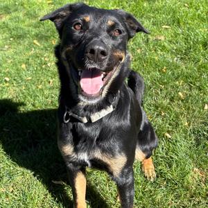 Kira, Mixed Breed (Large), adult, available for adoption