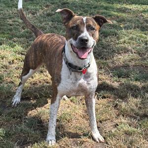 A brown and white dog with a black collar and a red tag, standing on grass and looking at the camera with its tongue out.