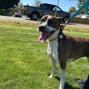 Harlequin, Mixed Breed (Medium), adult, available for adoption